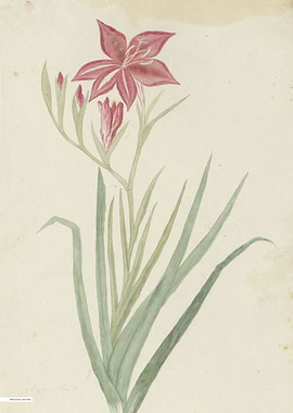 Vintage illustration of flowers