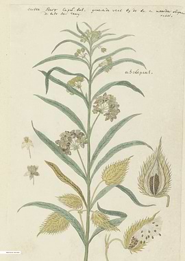 Vintage illustration of flowers