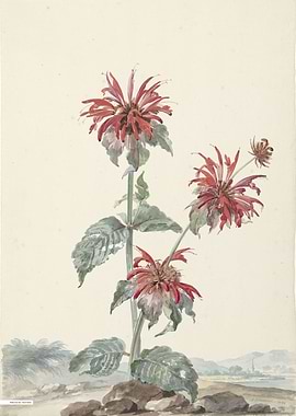 Vintage illustration of flowers
