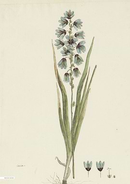 Vintage illustration of flowers