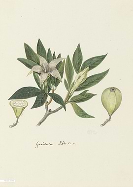 Vintage illustration of flowers