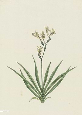 Vintage illustration of flowers