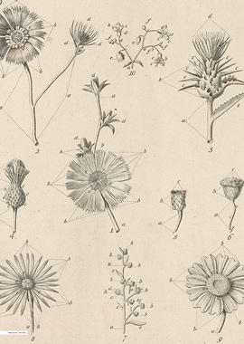 Vintage illustration of flowers