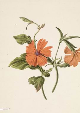 Vintage illustration of flowers