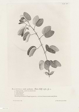 Vintage illustration of flowers