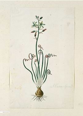 Vintage illustration of flowers