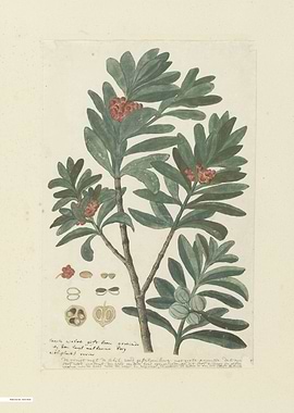 Vintage illustration of flowers