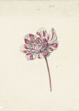 Vintage illustration of flowers
