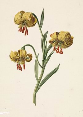 Vintage illustration of flowers