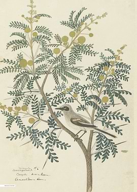 Vintage illustration of flowers