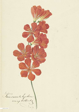 Vintage illustration of flowers
