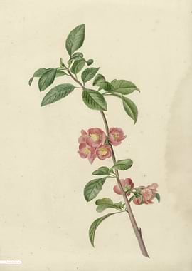 Vintage illustration of flowers