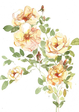 'Yellow Roses' Hand painted watercolour on paper agains ...