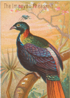 Tropical birds vintage illustration