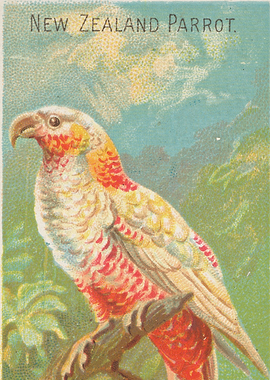 Tropical birds vintage illustration