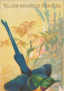 Tropical birds vintage illustration