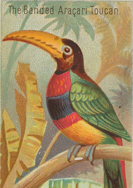 Tropical birds vintage illustration