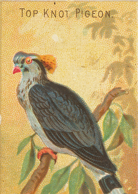 Tropical birds vintage illustration