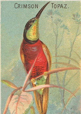 Tropical birds vintage illustration