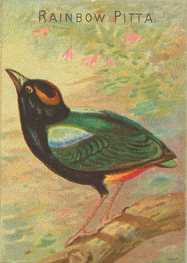 Tropical birds vintage illustration