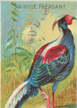 Tropical birds vintage illustration