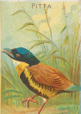 Tropical birds vintage illustration