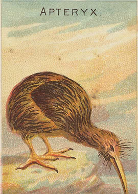 Tropical birds vintage illustration