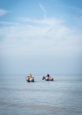 an old Belgium tradition to catch shrimps with horses