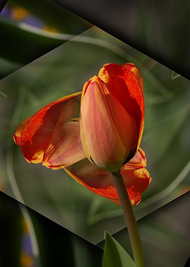 tulip flower in spring in the garden