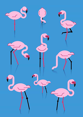 Flamingos