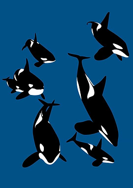 killer whales