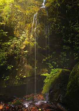 Fairy Glen | A hidden, mossy glen in the forests of nor ...