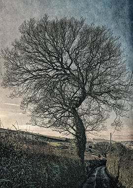 Tree - Vintage edited. From a series previously offered ...