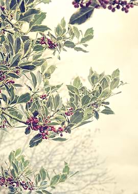 Holly - Vintage edited. From a series previously offere ...