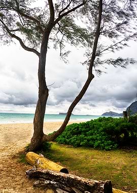 The trees on the beach