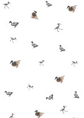 duck collage on white background