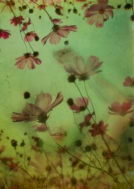 Artistic photograph 'My soul is an imaginary garden'