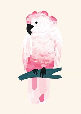 Pink cockatoo