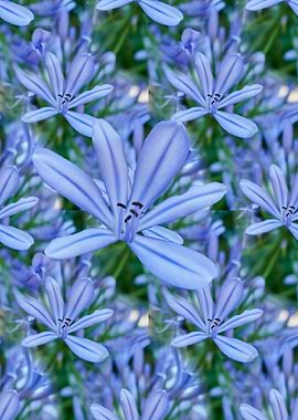 Agapanthus flower in the garden