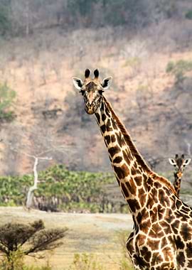 Giraffes looking interested.