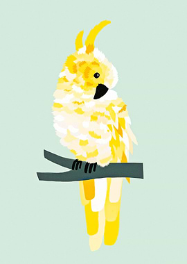 Yellow cockatoo