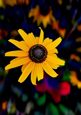 yellow rudbeckia flower in