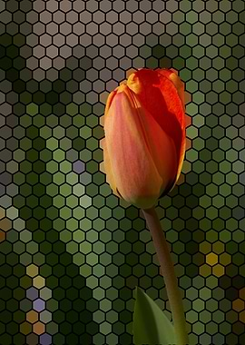 tulip flower in spring in the garden