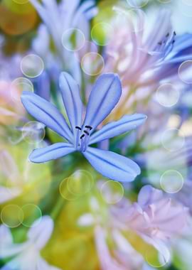 Agapanthus flower in the garden