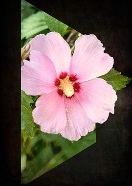 hibiscus 3D in the garden