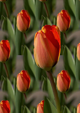 abstract tulip flower in spring in the garden