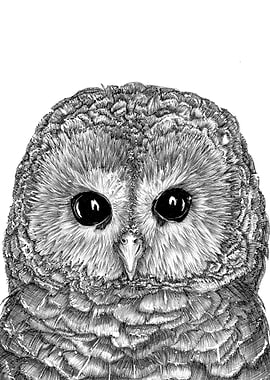 Tiny Owl