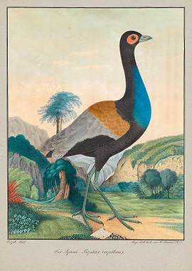 Illustration by Aloys Zoltl