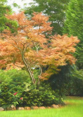 colorful maple in the park