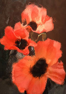 Red Poppies